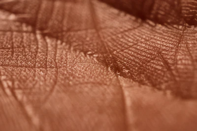 A detailed close-up of a limited edition art print with rich textures and fine lines.