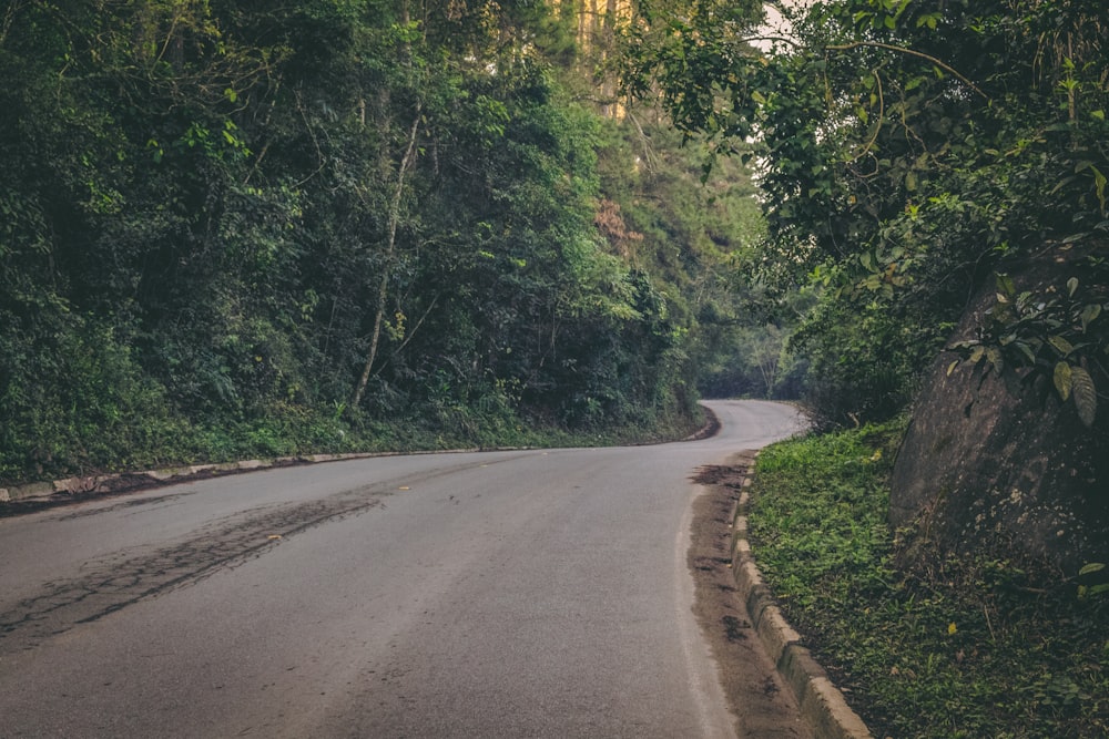 gray asphalt road in between leafed trees