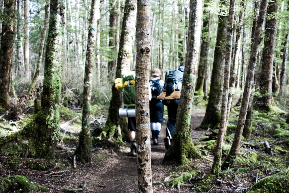 three people walking in between trees