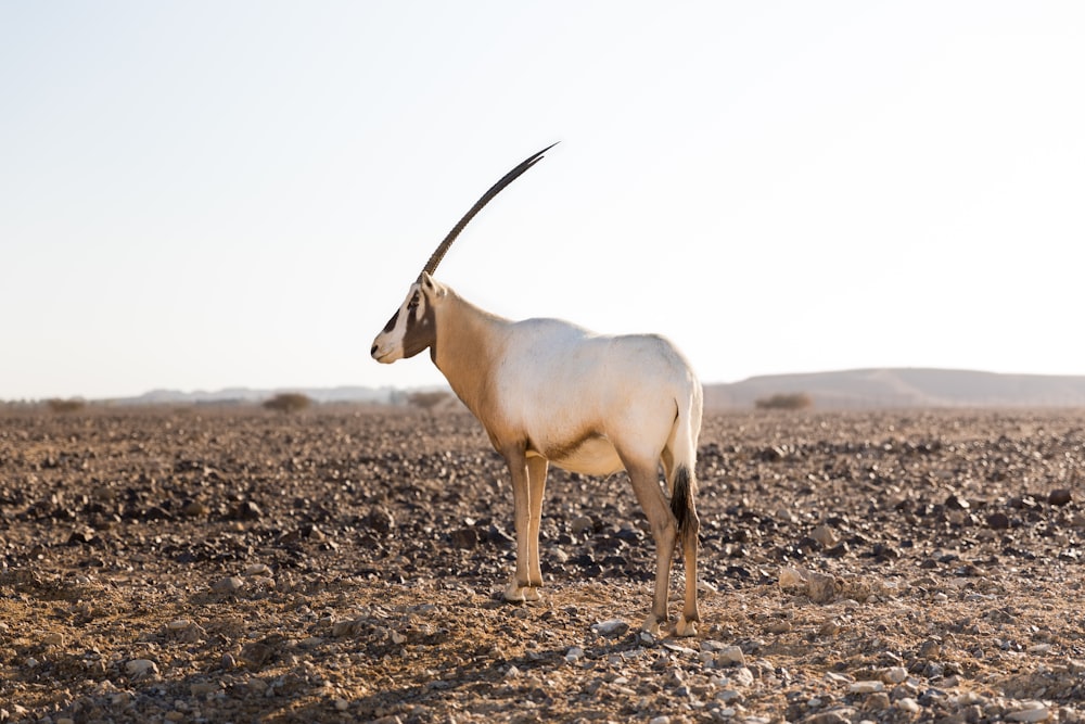 white antelope