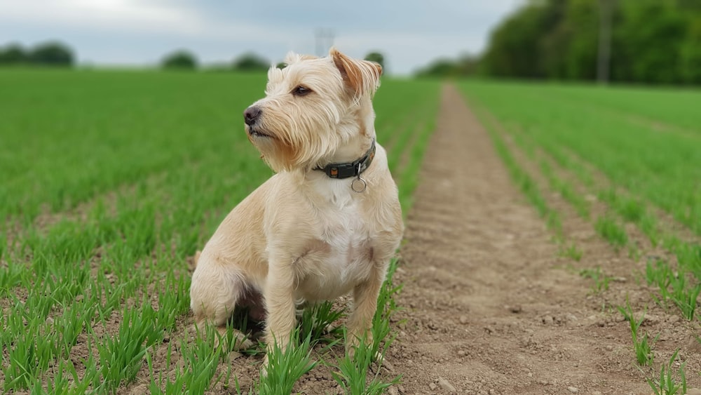 long-coated brown dog on field