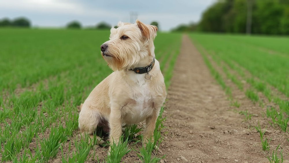 Brauner Hund mit langem Fell auf dem Feld