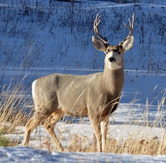 gray and white deer on snow field