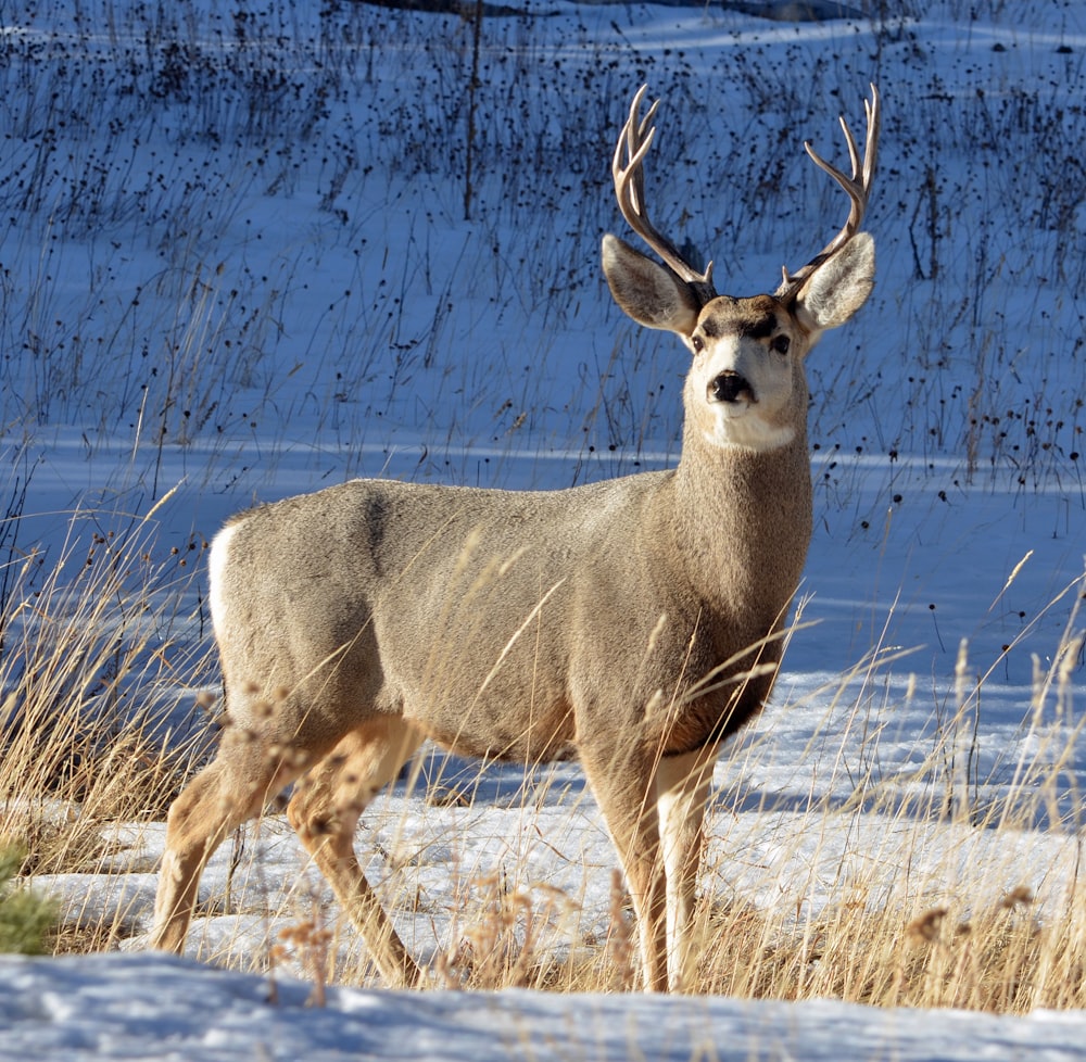 gray and white deer on snow field