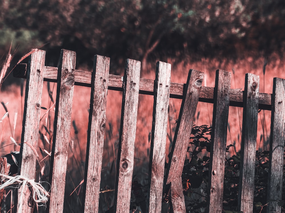 brown wooden fence near tall grass