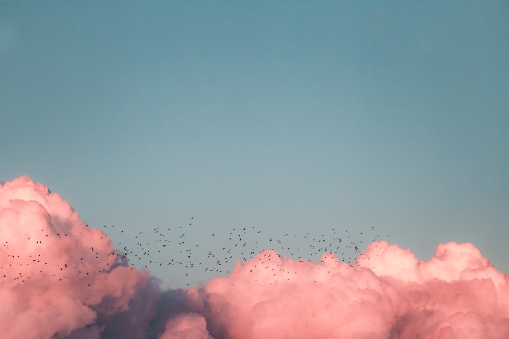 birds flying near clouds