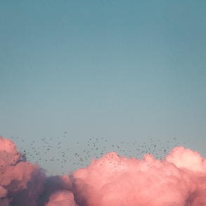 birds flying near clouds