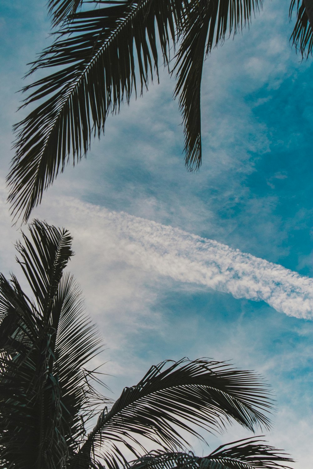 coconut trees under blue and white skies