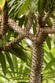 closeup photo of green leafed plant