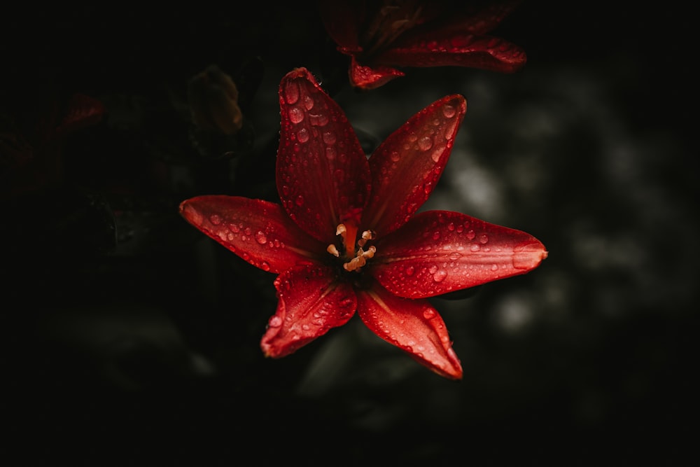 red flower