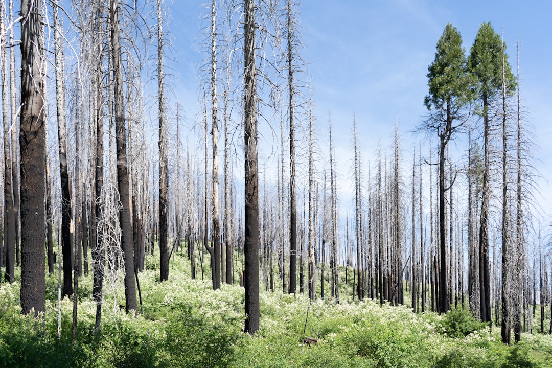 travelers stories about Forest in Yosemite National Park, United States