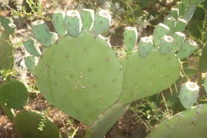 Spiky fig cactus pads basking in warm sunlight, emphasizing their natural resilience.
