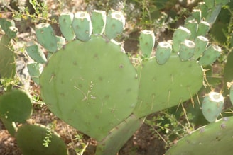 Spiky fig cactus pads basking in warm sunlight, emphasizing their natural resilience.