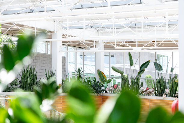 green leafed plant on pot inside building