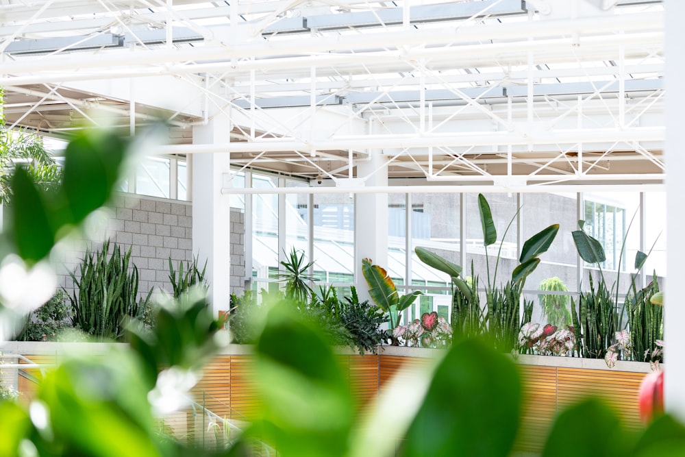 green leafed plant on pot inside building