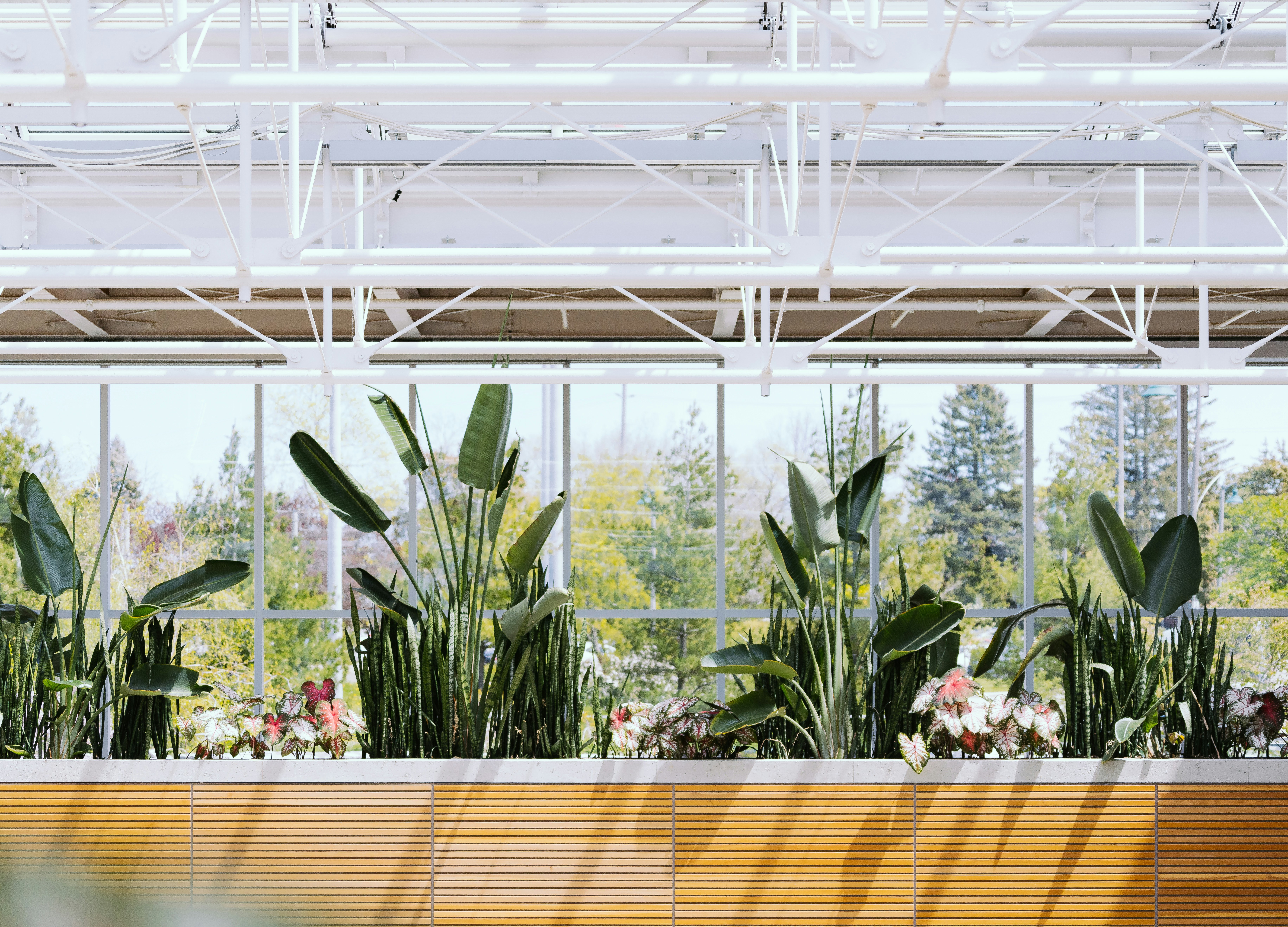 Greenhouse with lush plants