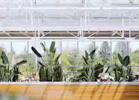 Green plants close-up thumbnail