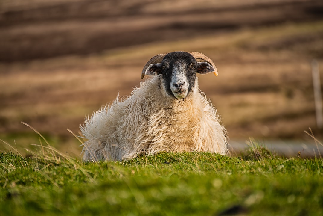 white and beige sheep on grass