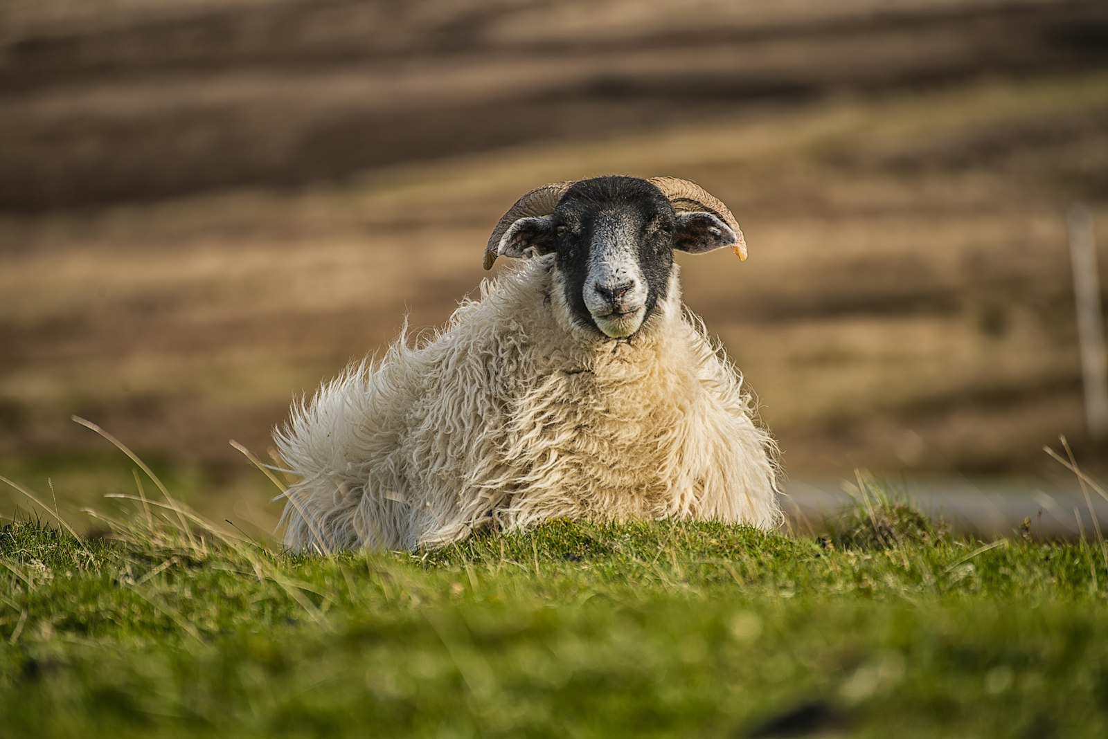 Tamron SP 70-300mm F4-5.6 Di VC USD sample photo. White and beige sheep photography