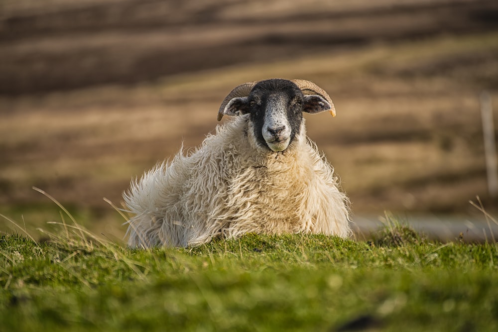 white and beige sheep on grass