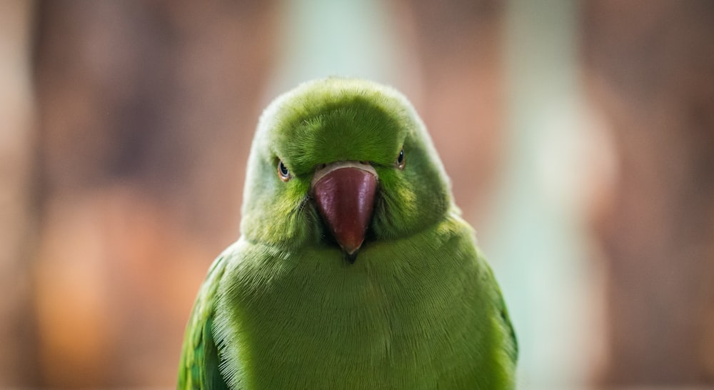 Fotografía superficial de pájaro verde