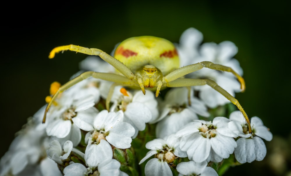 close up photography of crab spider on white flowers