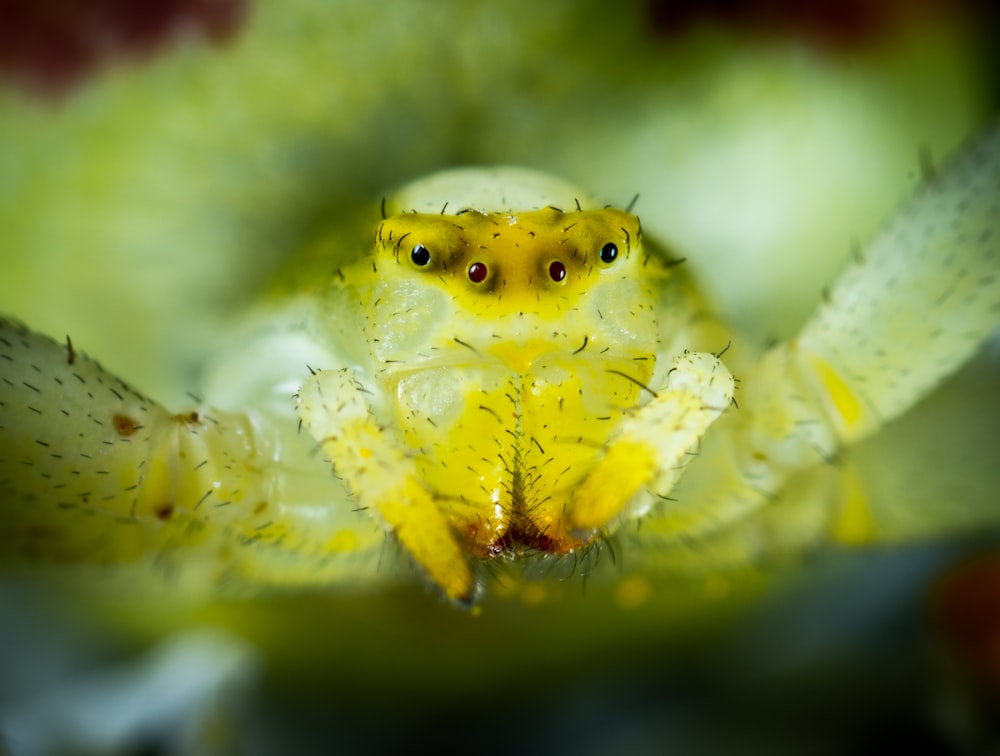 macro photo of green spider