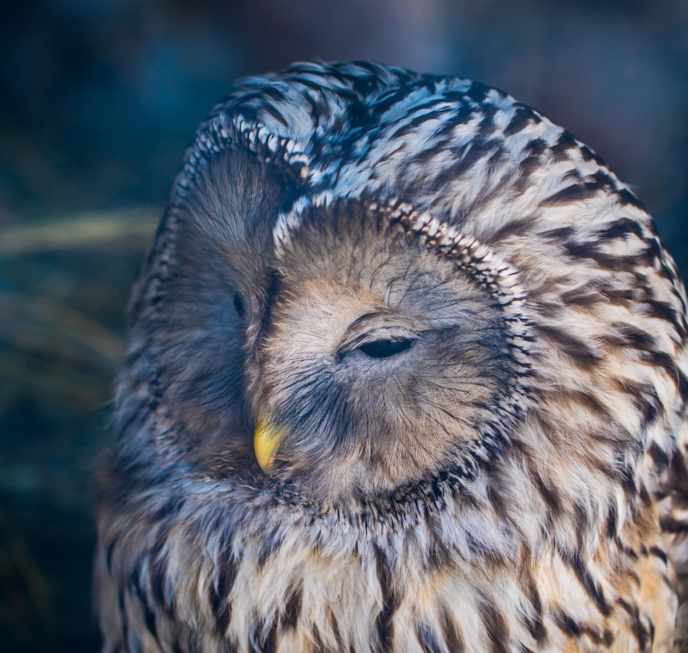 white and brown owl closeup photography