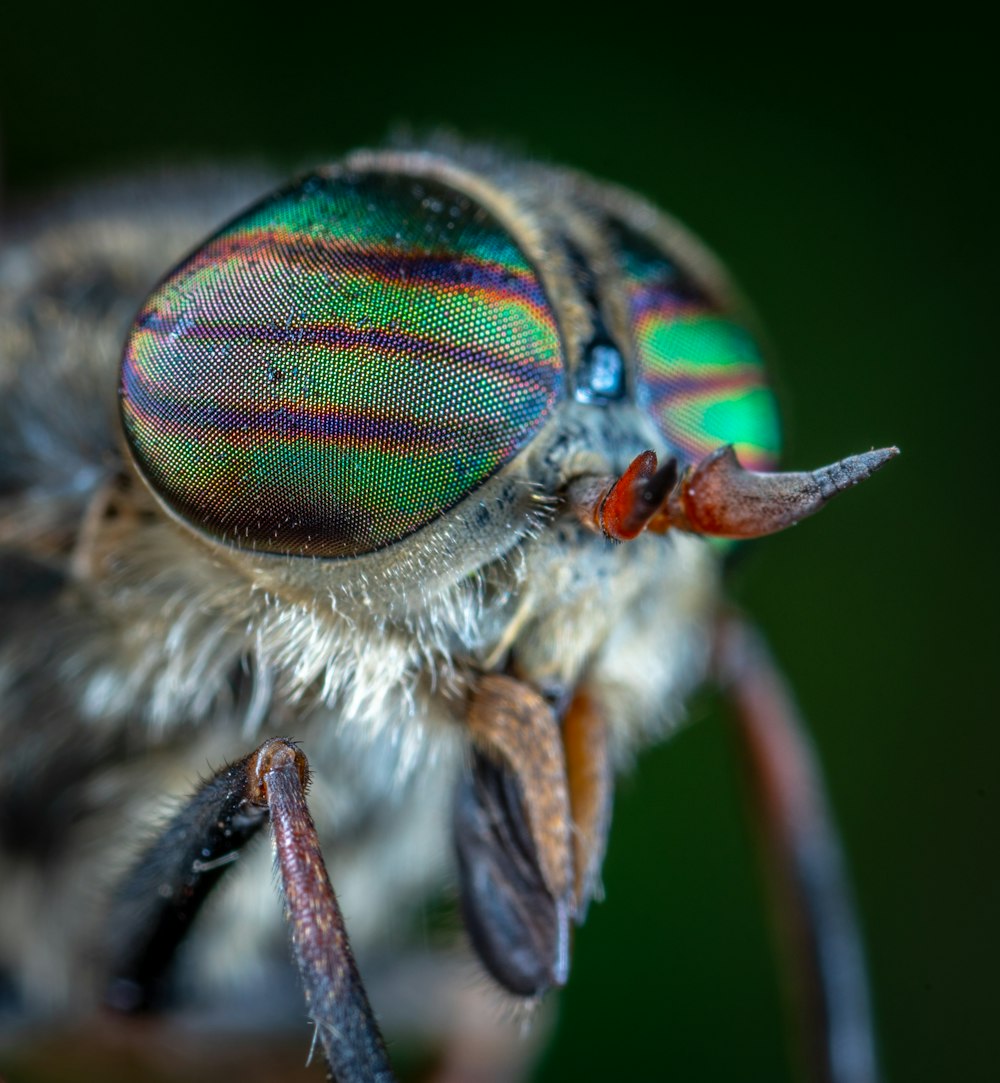 micro photography of insect