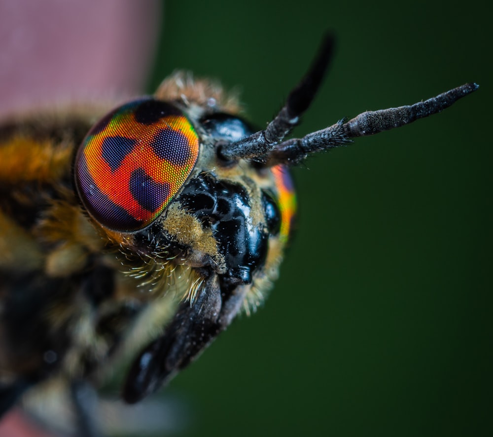 macro photo of black and orange bug