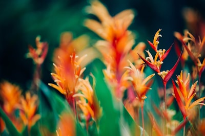 orange and red petaled flowers exotic teams background