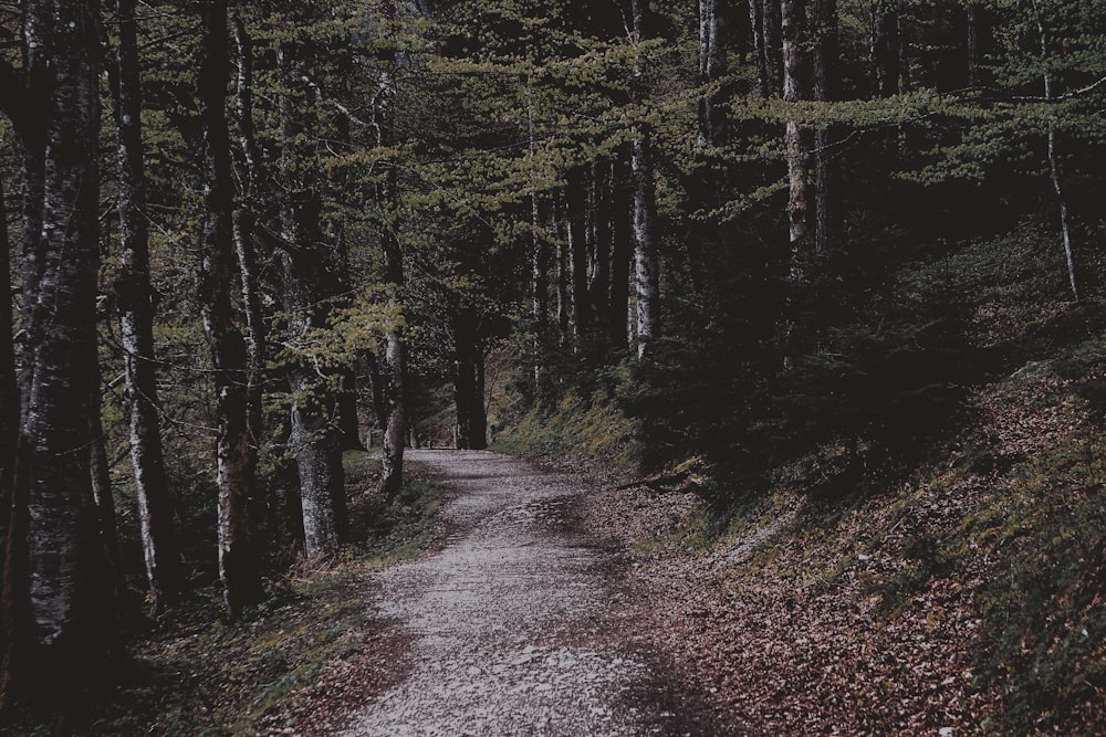 arbres à feuilles vertes