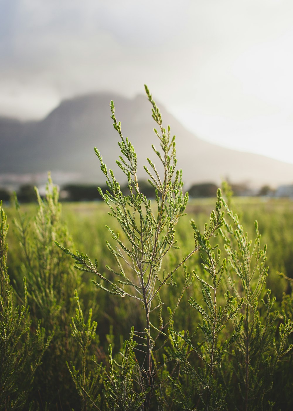 green plants