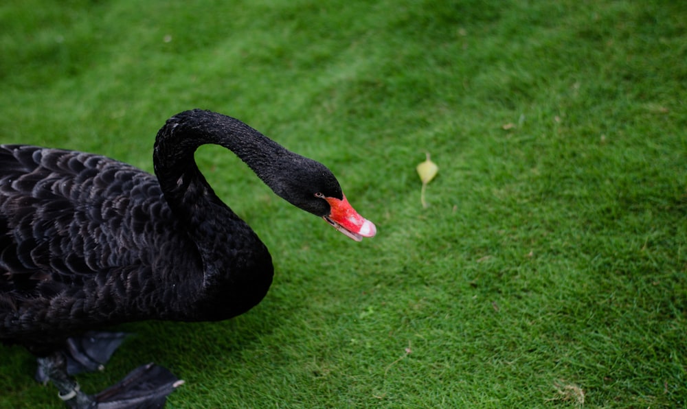 black swan