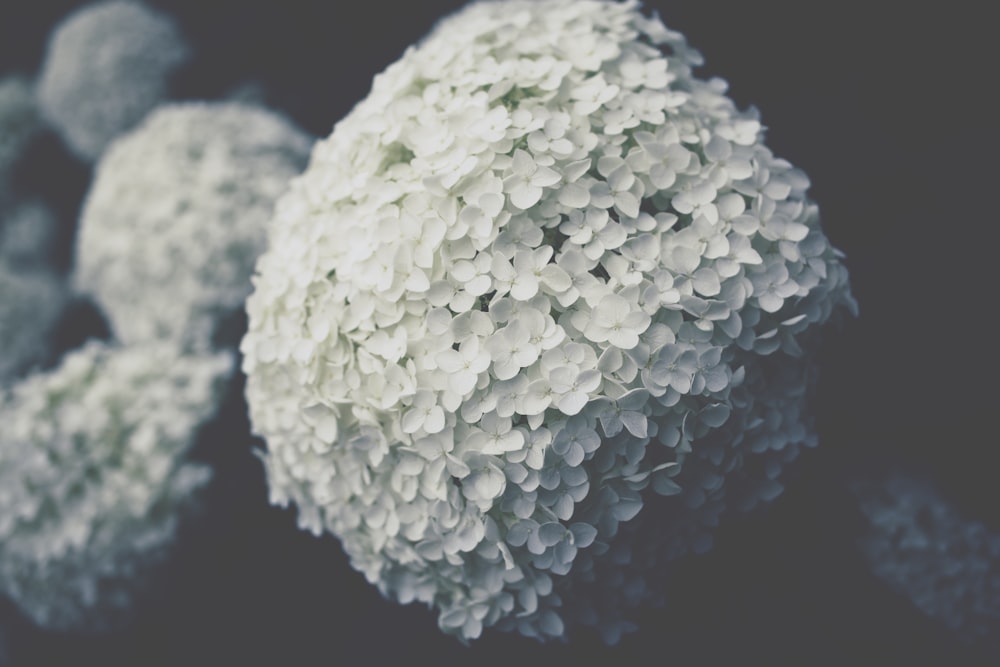 Foto de enfoque selectivo de flor de hortensias blancas