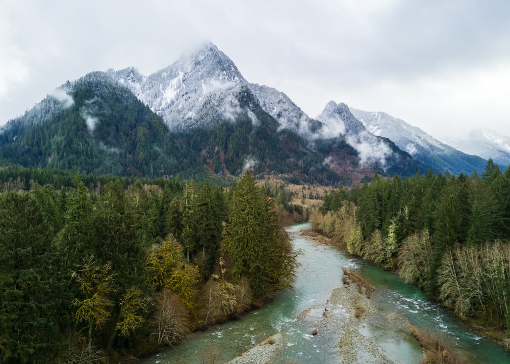 alps surrounded by green pine trees