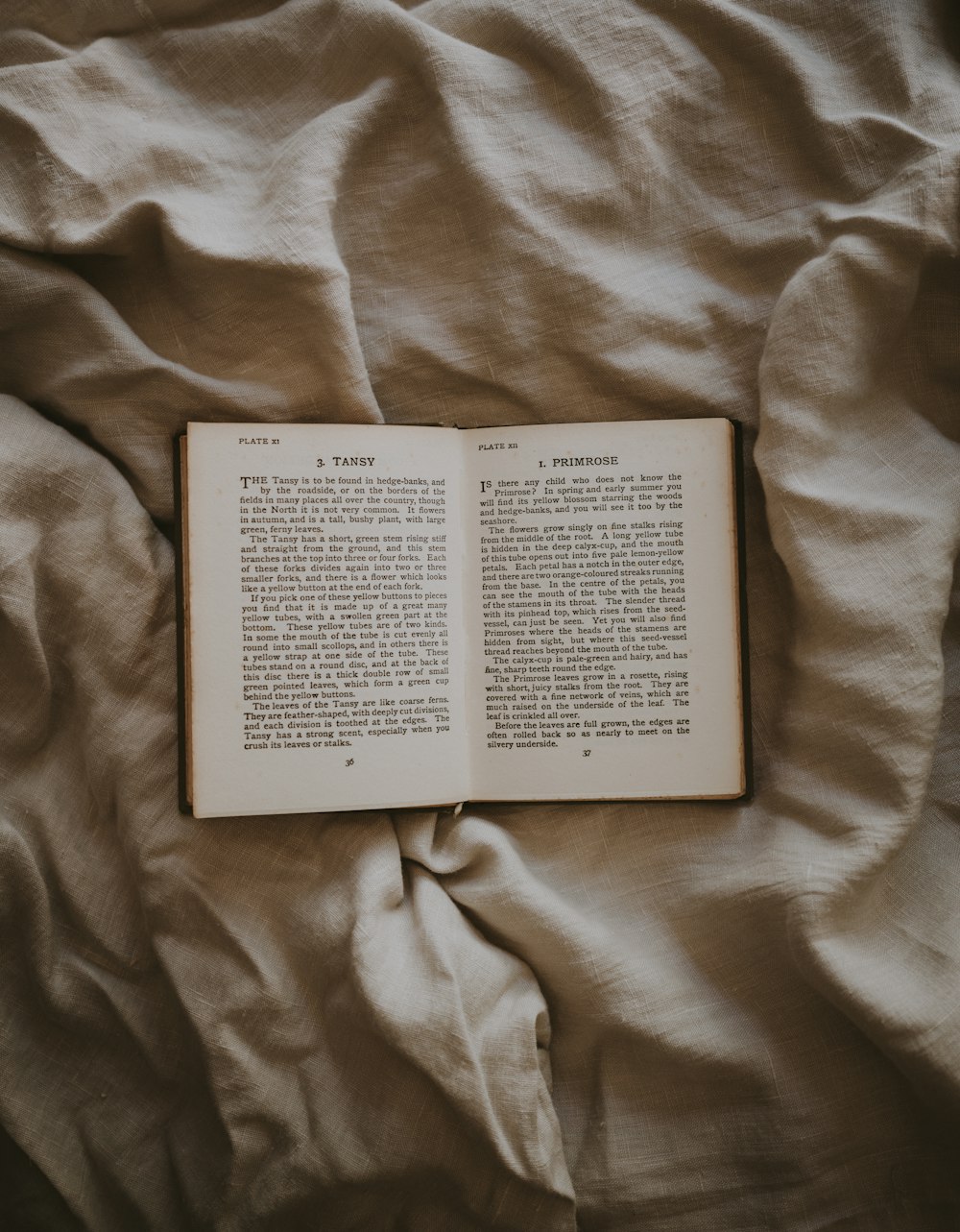 100+ Open Book Pictures & Images  Download Free Photos on Unsplash