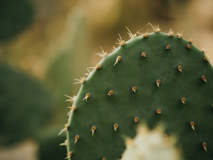 Nopal Orgánico Fresco