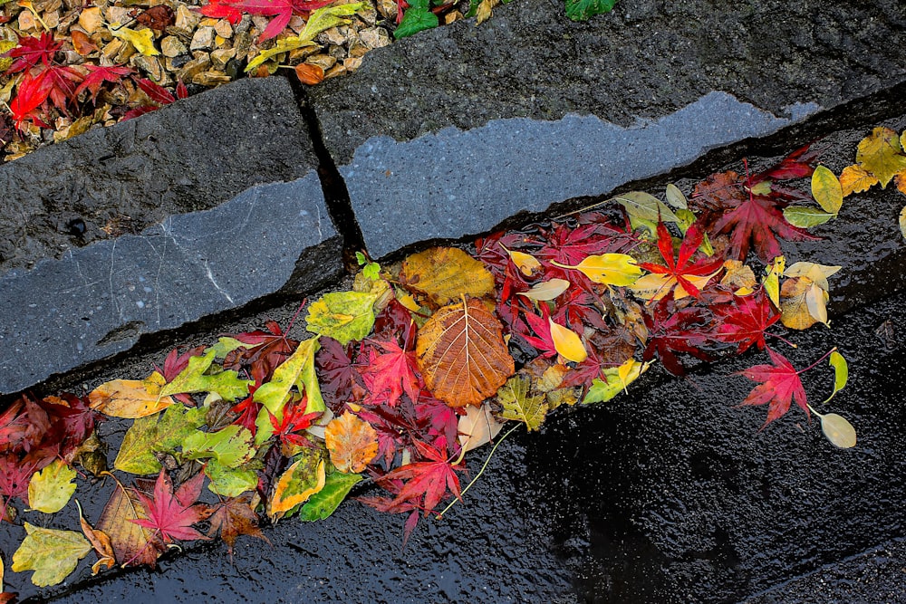 maple tree leave