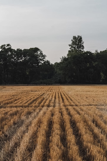 A field of harvested grain with neatly aligned stubble rows stretches into the distance. The foreground features golden-brown stubble, while the background is framed by dense, dark green trees under an overcast sky.