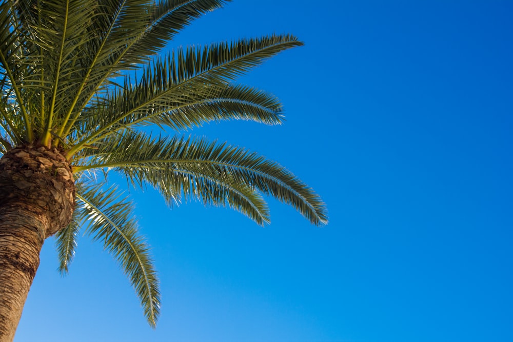 high angle photography of green palm plant