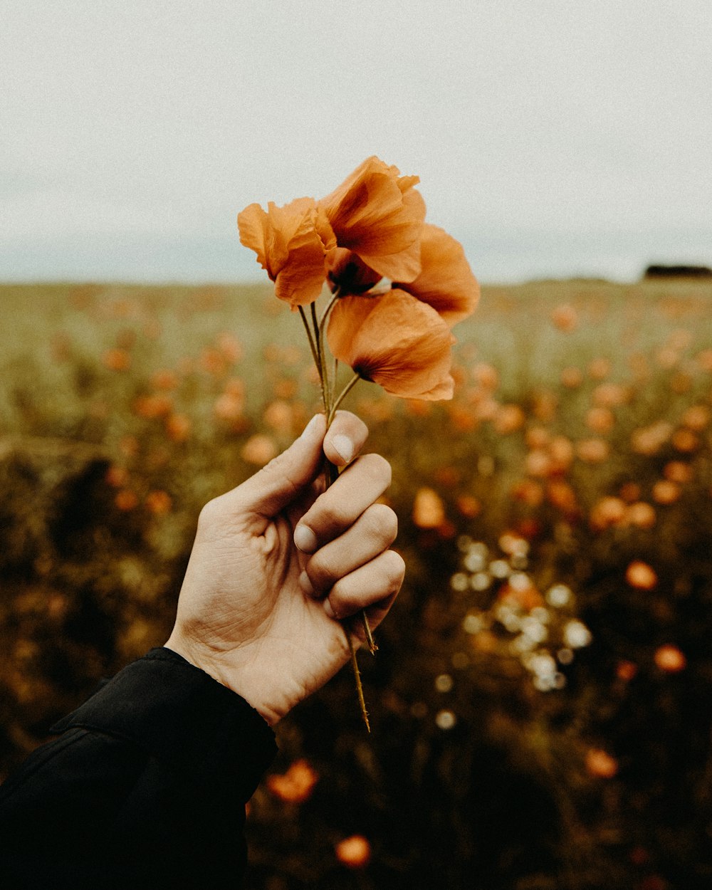 pessoa segurando flores de pétalas marrons