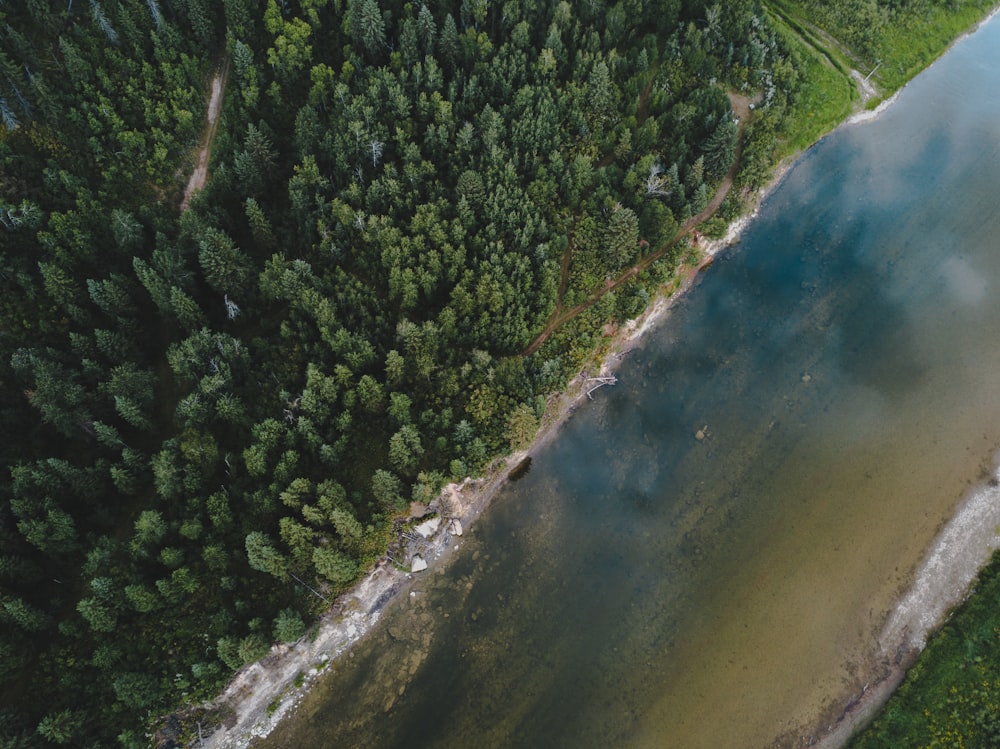 birds eye view photo of green trees beside a lake