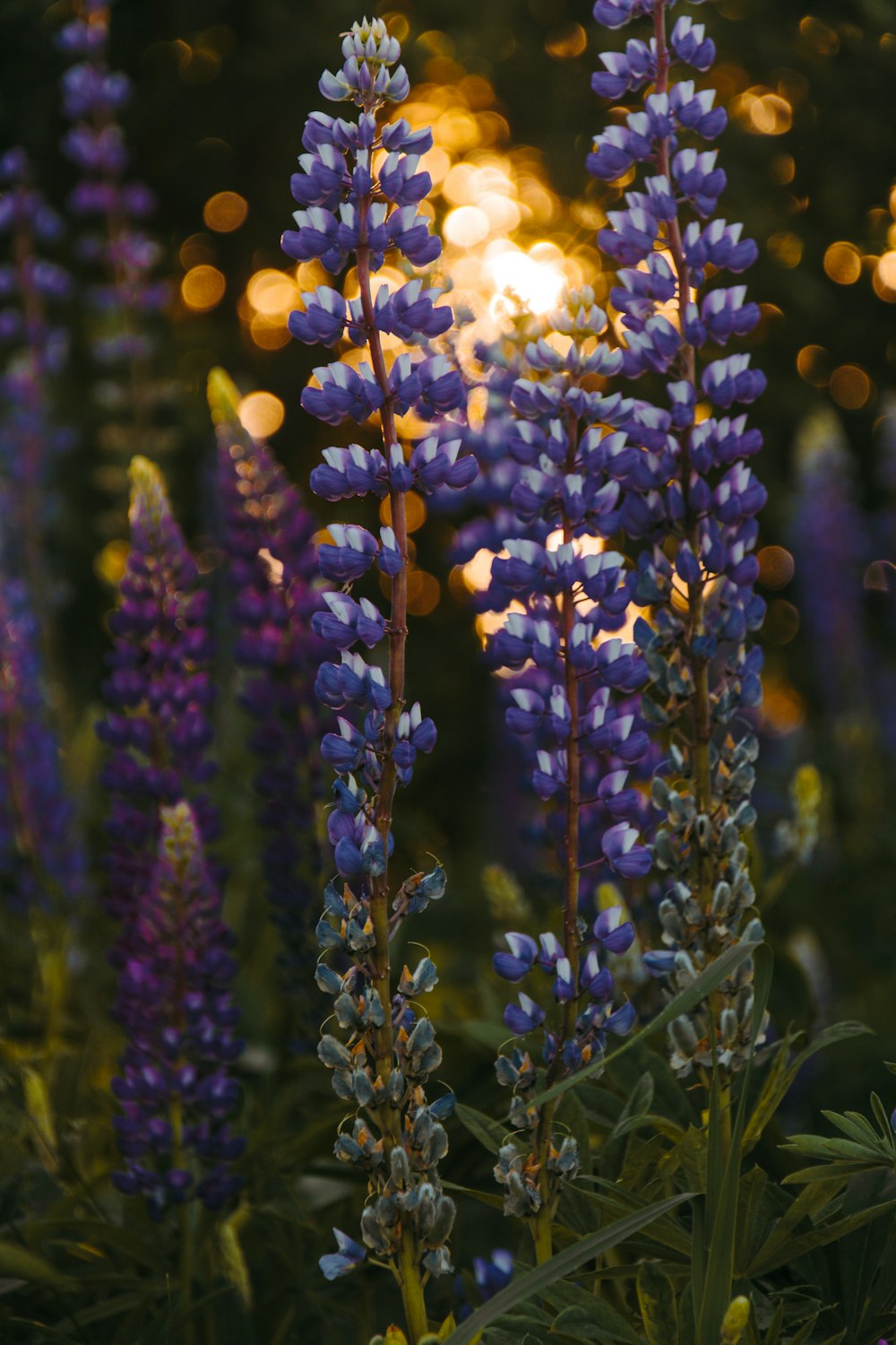 purple and white petaled flowers