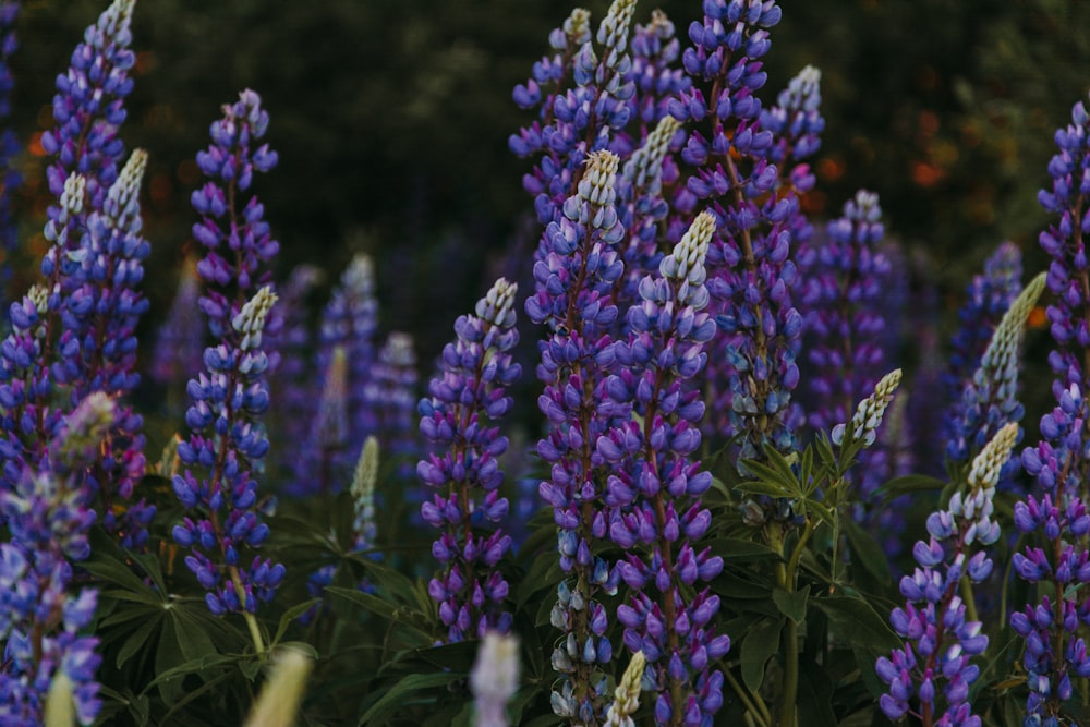 purple and white flowers