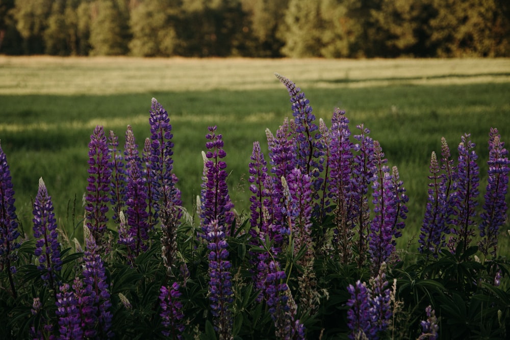 purple petaled flowers in bloom during daytime