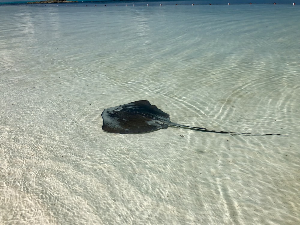 Raya negra nadando en mar abierto durante el día