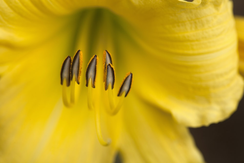 Fotografía de enfoque superficial de flor amarilla