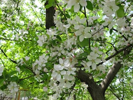 Branches of a tree adorned with abundant white blossoms, interspersed with small unopened pink buds. The foliage is lush with vibrant green leaves, creating a dense canopy that filters sunlight. The atmosphere feels serene and alive with the essence of spring.