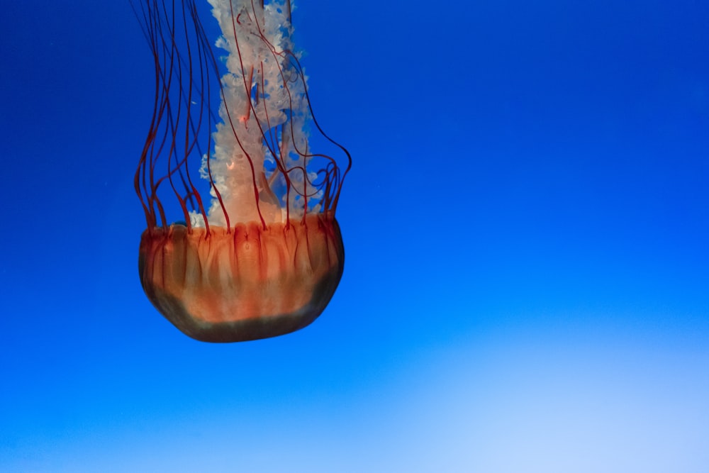 orange jellyfish